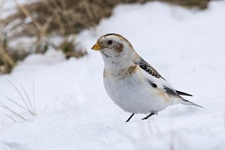 Bbc Blogs Autumnwatch Today Is The First Day Of Winter