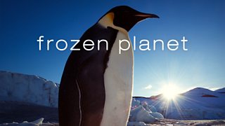 Discover life in magical ice worlds
