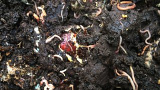 Worms eating rotten food in compost.