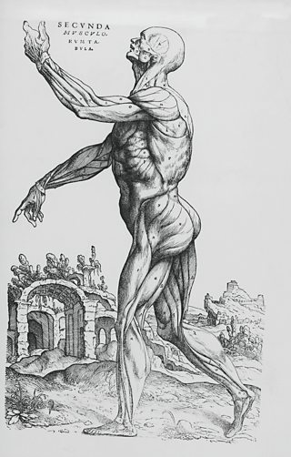 Anatomic drawing by Andreas Vesalius, 1543