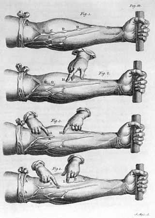 One of Harvey’s most famous, but simple, experiments. It demonstrated how blood moved to a patient’s forearm