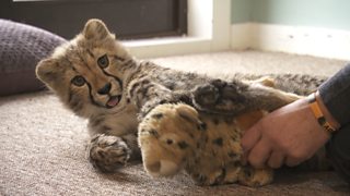 watch big cats about the house online free