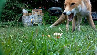 garden wildlife video camera