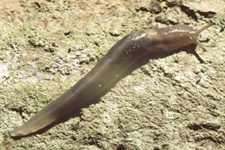 BBC Blogs - Springwatch - Kingdom of the tree slug