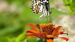 What is an invertebrate? - BBC Bitesize