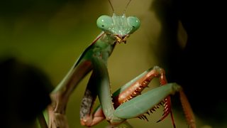 Test your knowledge on devious and dastardly animals