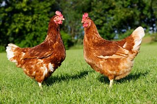 A photo of two hens on grass