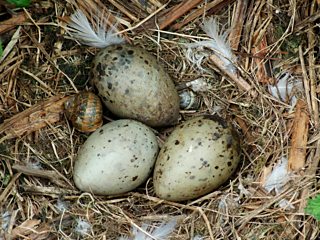 A photo of gull eggs in nest