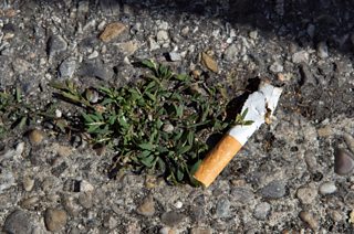 is cigarette ash good for plants Cigarette butts in soil hamper plant growth, study suggests