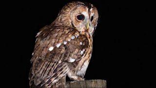 do tawny owls hibernate