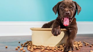 The Big Question: Why can't dogs chew with their mouths closed? - CBBC