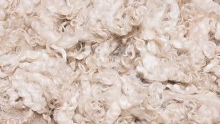 A close-up of slightly dirty white wool fibres shorn from sheep.