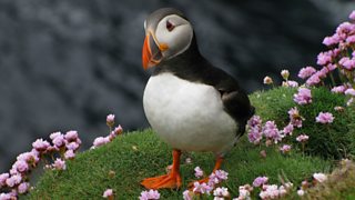 Puffin Bills Glow