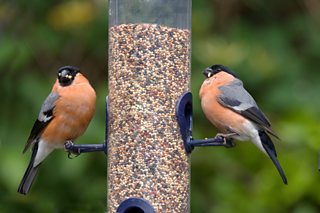 Starling Proof Bird Feeder Ok For Blue Tits Robins Sparrows