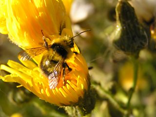 Heath bumblebee - Bumblebee Conservation Trust