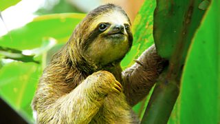 BBC Radio 4 - Radio 4 in Four - 10 incredible facts about the sloth