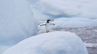 Antarctica: A frozen continent in a warming world