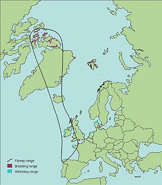 Canada geese 2025 migration route uk