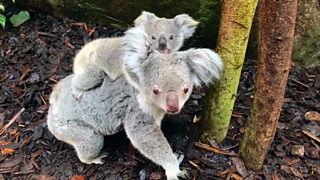 Life goes on for animals unfazed by lockdown