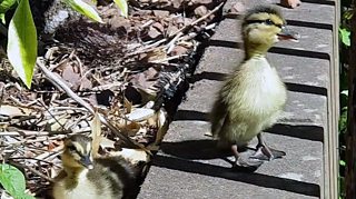 High drama of death-defying ducklings' four-storey fall