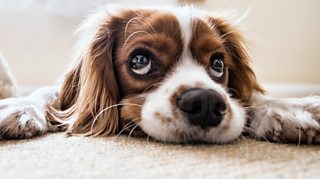 How to prepare pets for your return to work