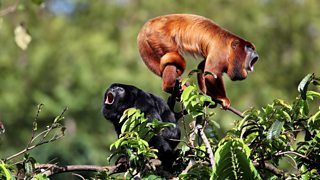 tropical rainforests monkeys