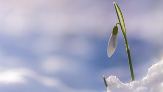 BBC Two - Winterwatch - Test your knowledge on the UK's birds of prey