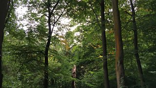 Sounds of the Forest