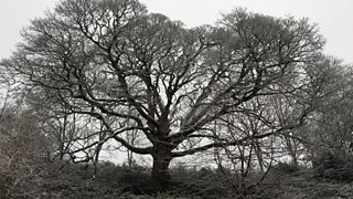 Collection: Amazing trees