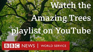 Amazing trees playlist on YouTube