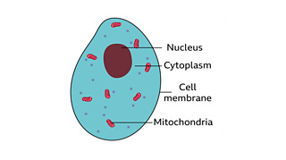 What are plant and animal cells? - BBC Bitesize