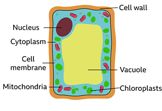 What are plant and animal cells? - BBC Bitesize