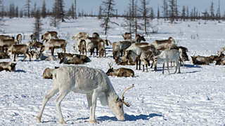Introduction to Russia - KS3 Geography - BBC Bitesize
