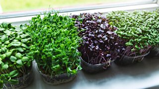 What Is Food Sustainability And Why Is It Important? - BBC Bitesize