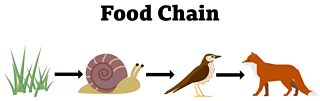 What is a food chain? - BBC Bitesize