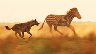 Filming a zebra hunt at 45 mph