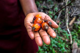 Quiz: How many of these household products contain palm oil? - BBC Bitesize