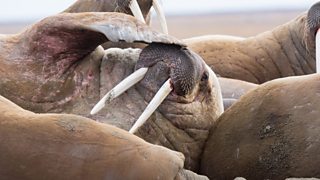 CÃÛÑ¿´«Ã½: Frozen Ocean quiz