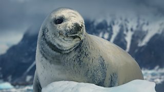 Cѿý: Frozen South quiz