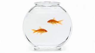 What is a structure? - KS1 - BBC Bitesize