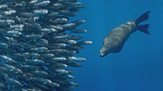 CÃÛÑ¿´«Ã½ Mammals quiz: Water