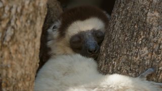 CÃÛÑ¿´«Ã½ Mammals quiz: Heat