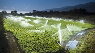 Seven things we found out about E. coli and what makes food safe.