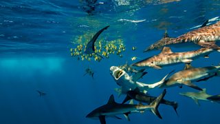 Reef rivals: sharks on the hunt for Moorish idols