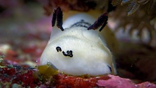 The search for the sea bunny