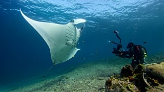 The challenges of filming in Asia’s oceans