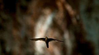 Danger at the swift colony