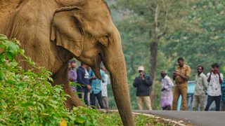 Tracking India’s tea elephants