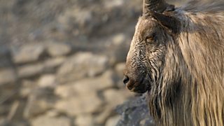 Filming the world’s largest goats in Pakistan