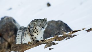 It takes a village to conserve the snow leopard